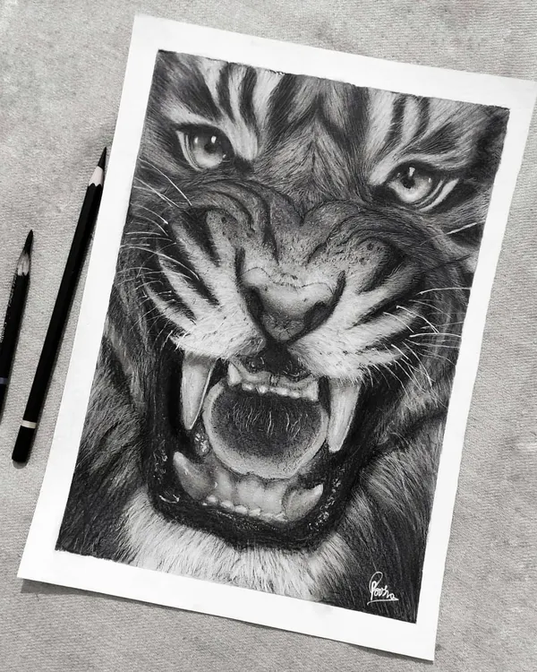 My completed hyper-realistic charcoal sketch of a roaring tiger. I used Generals and Camlin charcoal pencils to create the deep blacks and soft fur texture.