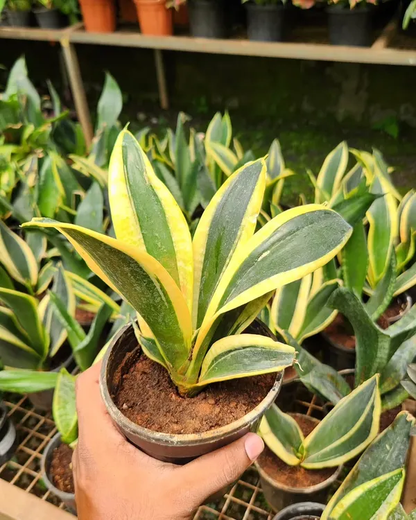 This is a dwarf variety of the classic Snake Plant. It has the same air-purifying qualities and hardiness in a compact size, perfect for shelves and desks.