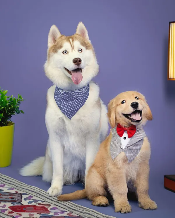 This is what pure happiness looks like. I had the best time capturing this beautiful sibling moment between a majestic husky and an adorable golden retriever puppy, both looking dapper for their studio session.