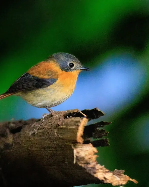 The Black-and-orange Flycatcher is a resident of the high-altitude shola forests of the Western Ghats. Spotting this endemic beauty is a prime goal for many birders visiting the region.