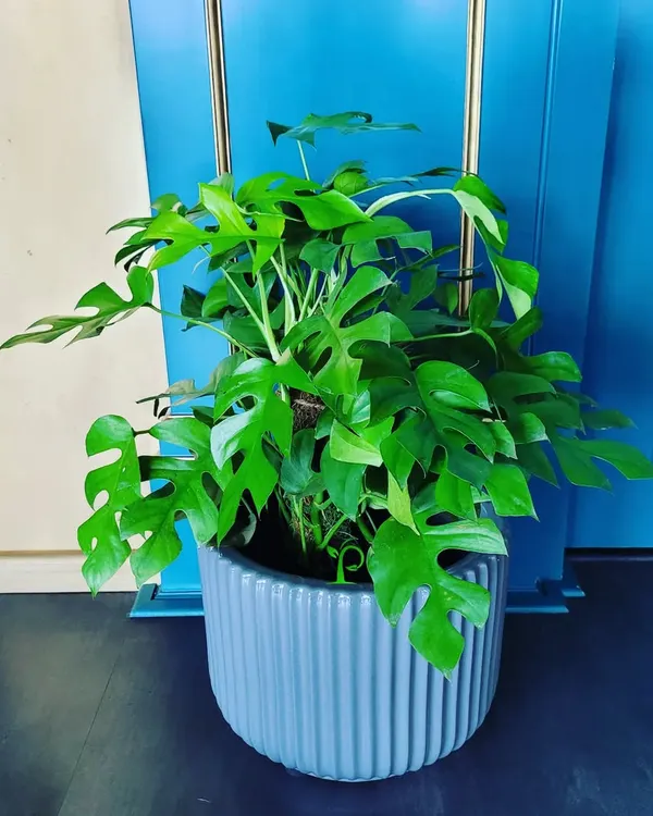Bring tropical vibes indoors with the stunning Rhaphidophora tetrasperma, often called the Mini Monstera. Its unique split leaves make it a trendy and eye-catching addition to any modern space.