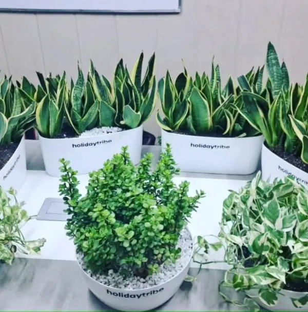 This is an example of a large order for a corporate client, HolidayTribe. We provided a mix of air-purifying Snake Plants and lush Money Plants in matching white pots branded with their company logo for a clean, professional look.
