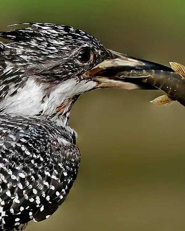 A Crested Kingfisher with a freshly caught fish held firmly in its beak. The incredible detail shows the scales of the fish and the water droplets on the kingfisher's speckled feathers, a successful moment frozen in time.