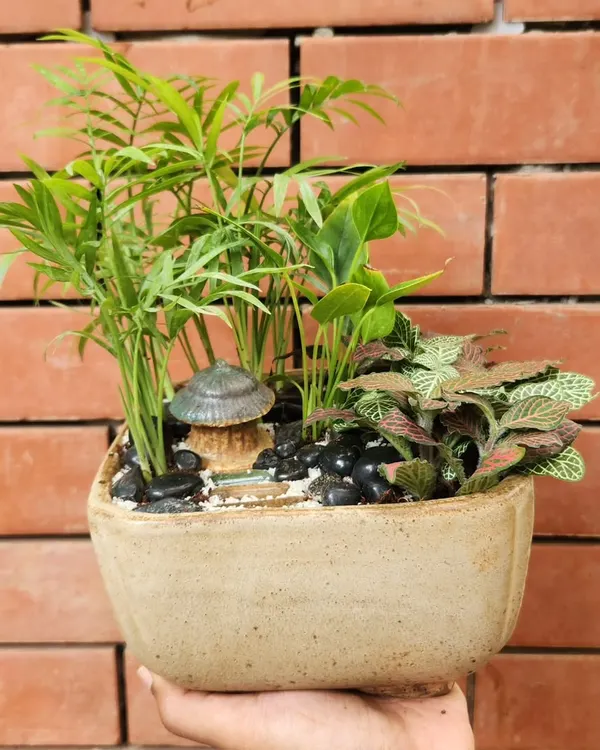 This is my classic open terrarium design, featuring a mix of green foliage that thrives indoors. The combination of a Chamaedorea palm, a nerve plant, and a decorative mushroom hut creates a charming miniature garden scene.