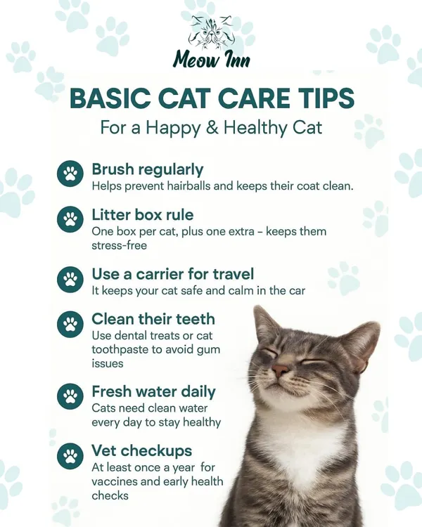 Here are our fundamental tips for cat care, covering everything from nutrition and hygiene to vet visits. Following these basics is the key to ensuring your cat lives a long, happy, and healthy life with you.