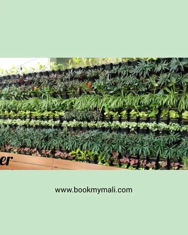 The stunning "After" shot of a vertical garden revival. Our team replaced unhealthy plants and filled in gaps to create this dense, beautifully patterned living wall, a true testament to our green wall maintenance service.