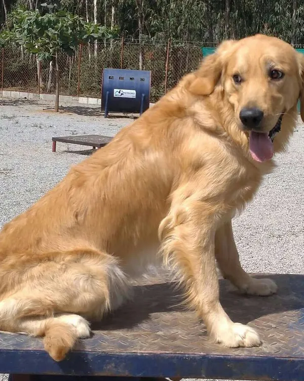 A Golden Retriever takes a well-deserved rest on one of our raised agility platforms after a fun play session.