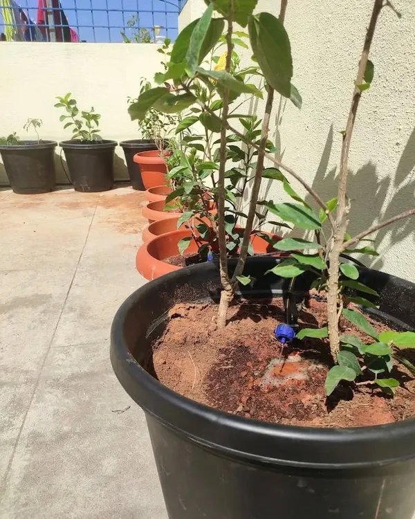 This is a typical drip irrigation setup for a large terrace pot. A single emitter is placed at the base of the plant, ensuring water is delivered exactly where it's needed, preventing runoff and evaporation.