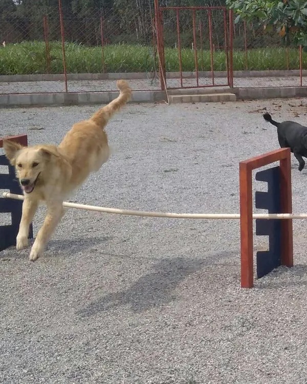 We believe training should be fun. Here’s one of our happy guests flying high over the agility jump, building confidence and burning off energy in our safe, outdoor dog park.