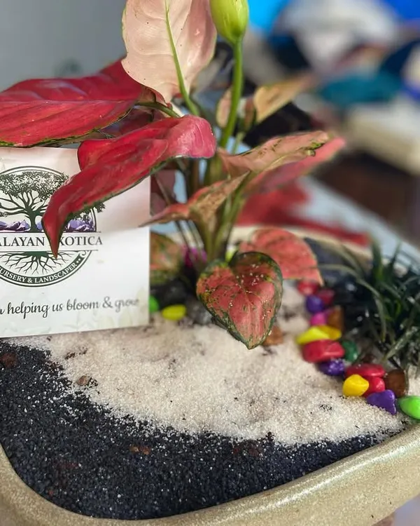 This is the kind of gift I love to create. It features a vibrant red Aglaonema plant set in a custom arrangement with decorative sand and pebbles, complete with a branded thank you note. It’s a perfect example of a premium, sustainable corporate gift that leaves a lasting impression.