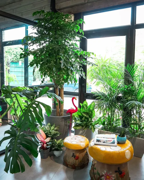 This is the vibe I help create. A lazy weekend corner filled with life, where a tall Ficus stands guard over a Monstera, and unique mushroom stools invite you to sit down with a book and a small succulent for company.