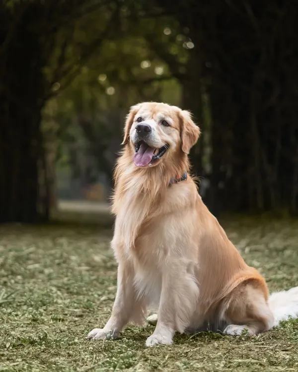 A majestic golden retriever named Archie sitting proudly in a beautiful, natural tunnel of trees.