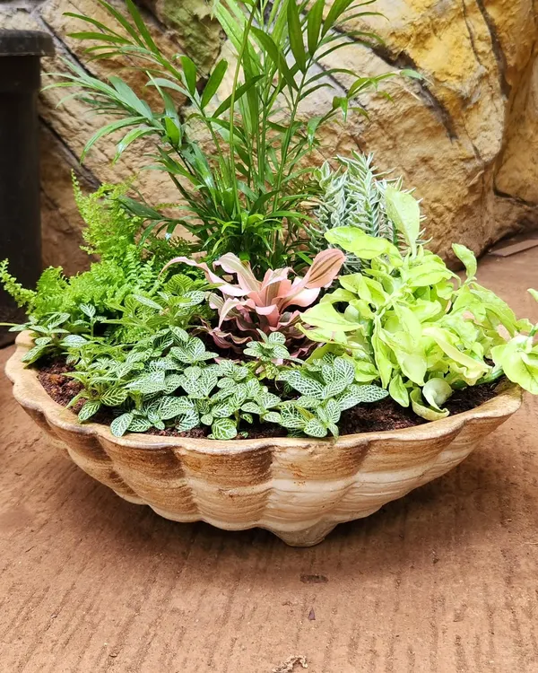 This custom mixed planter in a unique shell-shaped bowl is a great example of how I combine different textures and colors. It features a mix of ferns, Fittonia, and other foliage to create a lush, vibrant centerpiece perfect for a large table or entryway.