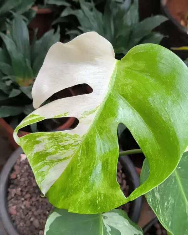 The stunning half-moon variegation on this Monstera Albo leaf is what makes it such a sought-after collector's plant. Each new leaf is a surprise.
