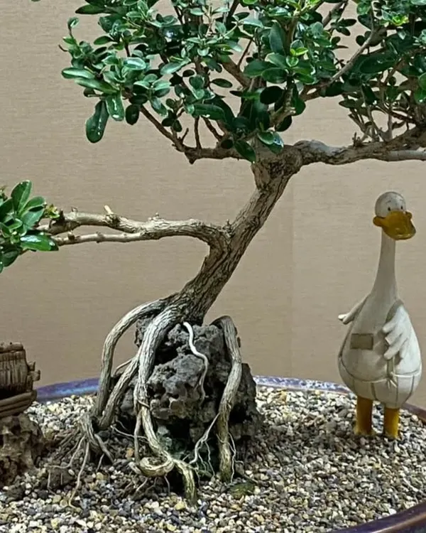 This is a handcrafted Premna bonsai, carefully trained to grow over a rock. I love creating these miniature landscapes, adding details like the tiny house and figurine to bring a sense of peace and story to the arrangement. It's a perfect example of a living piece of art.