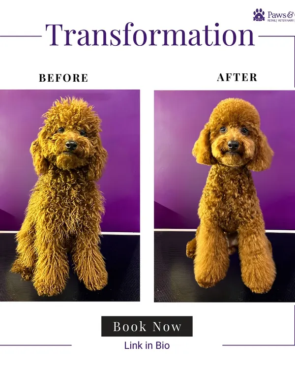 This stunning before-and-after of a toy poodle showcases the artistry and precision of our certified groomers. We specialize in breed-specific cuts that not only look beautiful but also promote skin and coat health, ensuring your pet leaves feeling as good as they look.