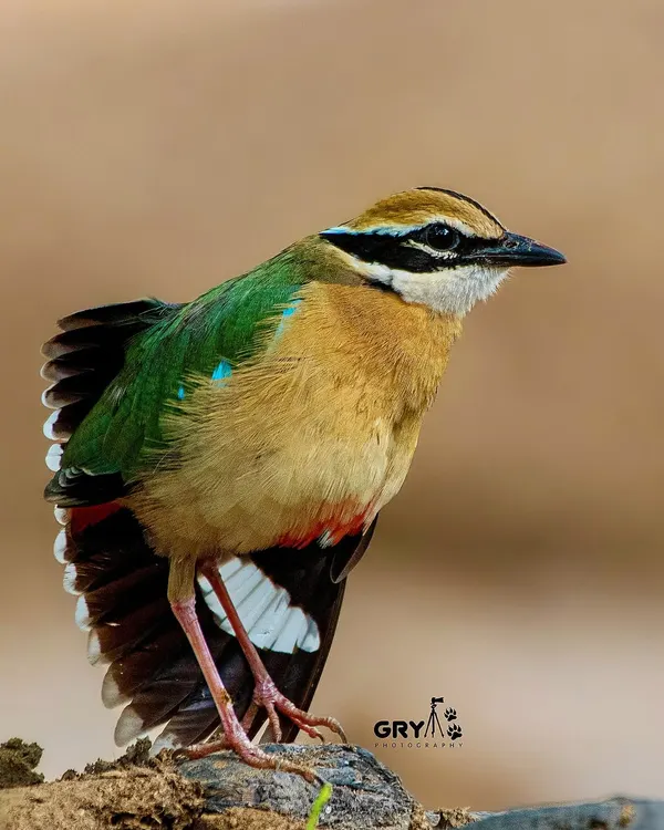 The Indian Pitta, often called the "Navrang" or nine-colored bird. This portrait, taken in the golden light of the late afternoon, shows off its vibrant green, blue, and buff plumage.