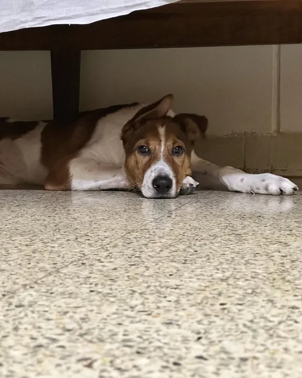 This is Juno, a 4-month-old puppy who was so fearful he would hide at the slightest noise and refused to leave the house. My first step in any behavior modification case is to build trust and help the dog feel safe in their environment.
