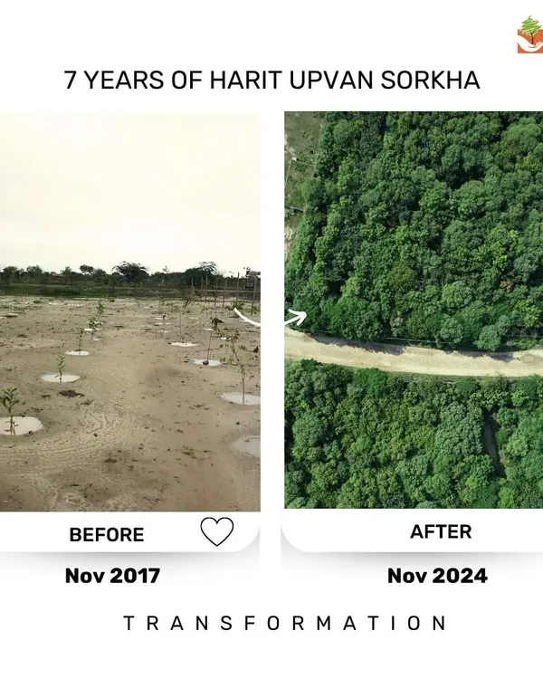 This is the proof of our patience. What was once barren ground at our Harit Upvan Sorkha site in 2017 is now a dense, self-sustaining forest. We believe in giving nature the space to heal, and this is what happens when you trust its intelligence.