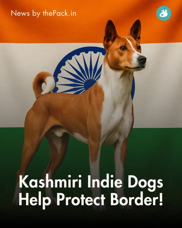 We share news that matters. This story about Kashmiri Indie dogs helping protect the Indian border is a powerful testament to the value and capability of our native breeds.
