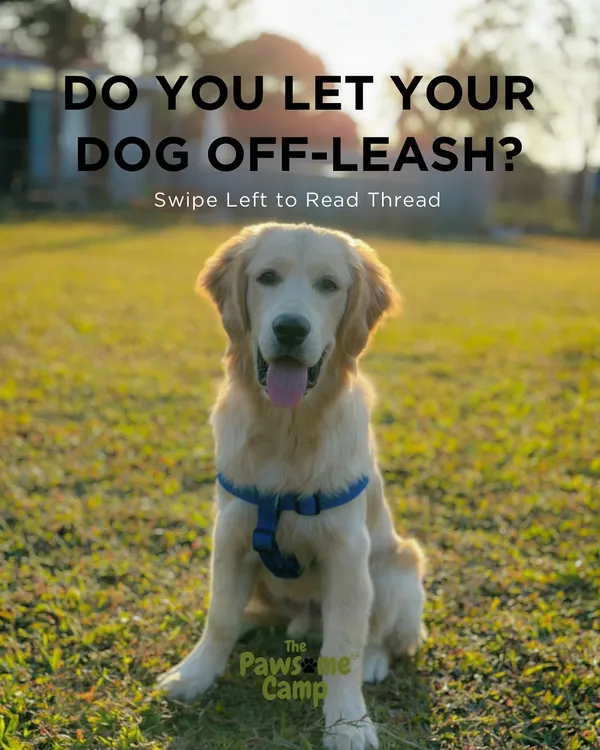 Do you let your dog off-leash? Here, you can do it with complete peace of mind in our fully fenced, 2-acre private park.