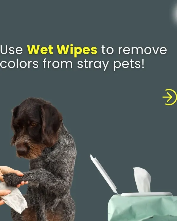 Holi can be stressful for animals. If you find a stray pet with color on them, please use gentle, pet-safe wet wipes to clean them instead of harsh methods. Let's keep all animals safe during the festival.