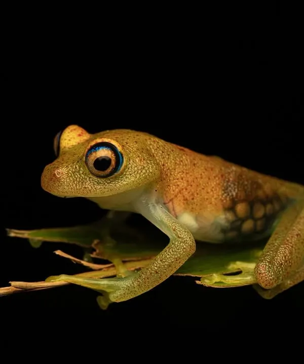 My award-winning photo of a translucent Boophis Viridis frog in Madagascar. You can see the developing eggs inside her body, a rare and beautiful glimpse into the miracle of life.