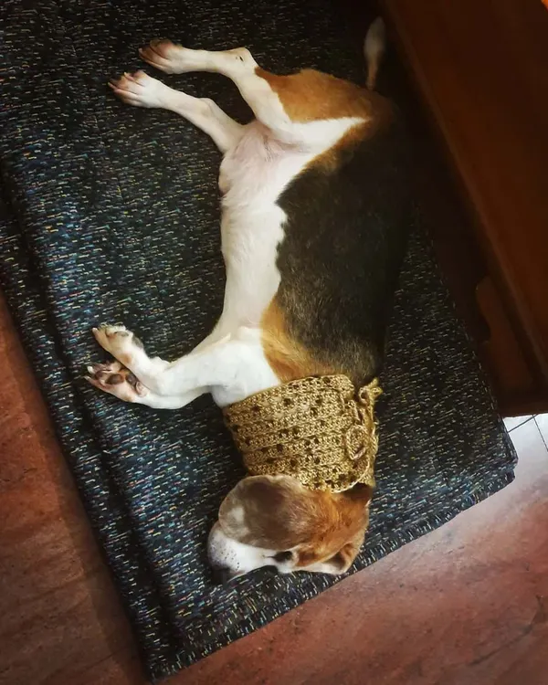 This is Alexander, a 12-year-old beagle who spent most of his life in a lab. He suffers from spondylosis, and the cold mornings are tough on his neck. A simple, warm neck-wrap makes a world of difference. My wellness plans go beyond diet to include practical, compassionate solutions for senior and special needs dogs.