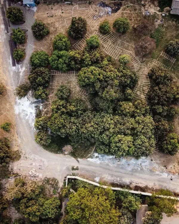 An aerial view of a full-scale mock-up built with bamboo in a mango grove. For sites with complex topography or vegetation, these life-size sketches are invaluable tools for understanding space and proportion in a way drawings cannot.