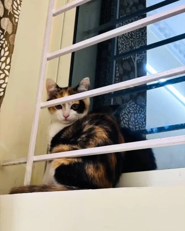 ADOPTED! Zozo and Shona, two beautiful female cats, have found their forever home together. Here is one of them peeking through a window grill.