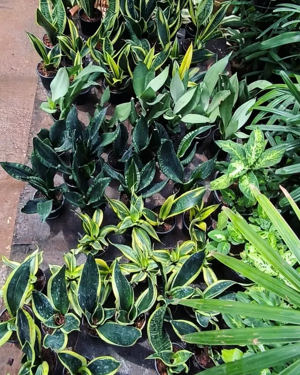 A view of some of the air-purifying plants I have in stock. You can see several varieties of Sansevieria, including the classic variegated type and the dark green 'Black Coral'.
