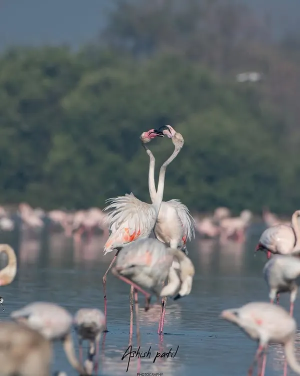 A beautiful moment of courtship between two flamingos. Capturing these behaviours requires understanding their patterns, which I guide you through during our local birding tours.