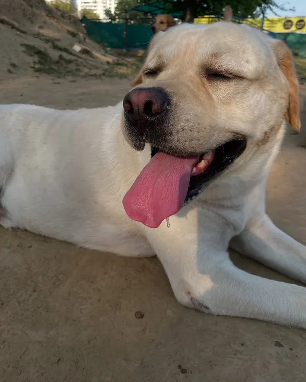 Sunkissed is our favorite attire. This beautiful Labrador is enjoying a quiet moment in the sun.