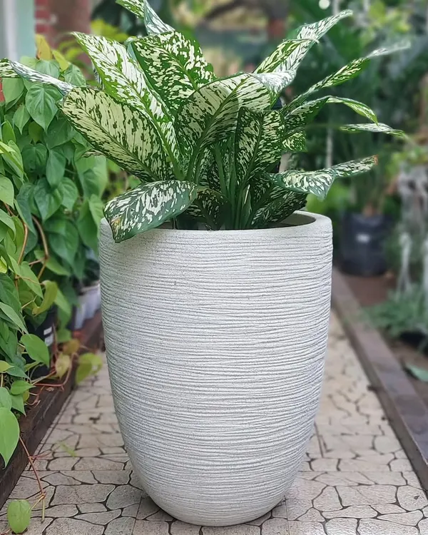 A perfect pairing of a Dieffenbachia with a textured white planter. Our team is always excited to help you find combinations like this that suit the aesthetics of your space. Just ask us.