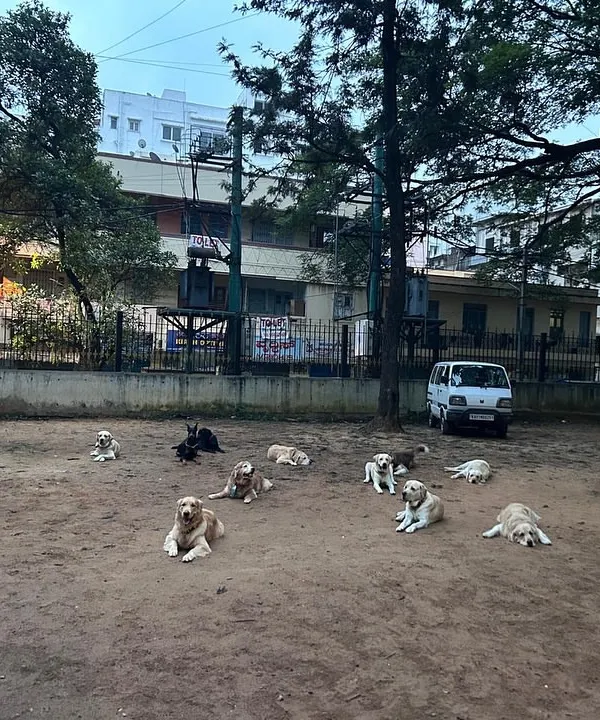 This is what true focus looks like. Here, I'm working on impulse control with a large group of dogs, including Labradors, Golden Retrievers, and a Husky. They are all holding a 'down-stay' command, remaining calm even with the distractions of an open park.