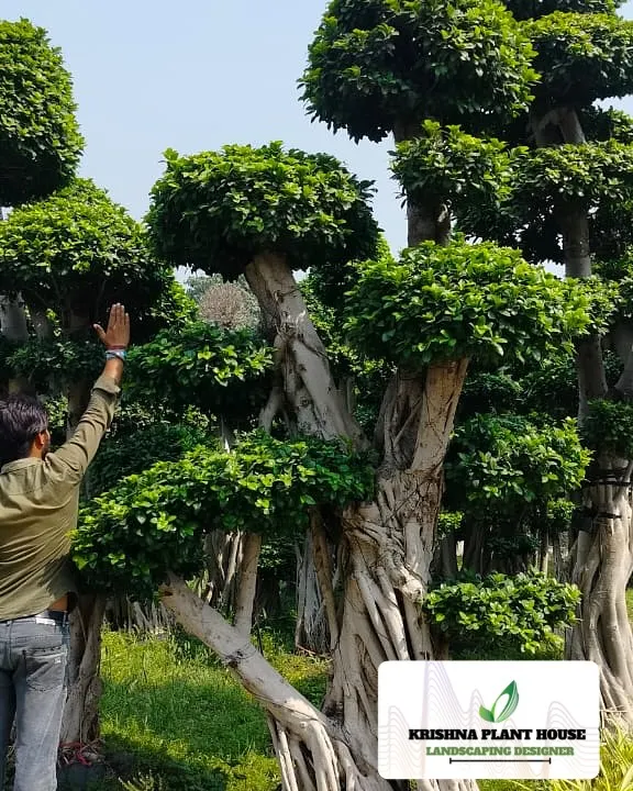 One of our team members admiring a large, multi-trunk Ficus bonsai. We supply these magnificent, mature trees that serve as instant focal points in any high-end landscape project.