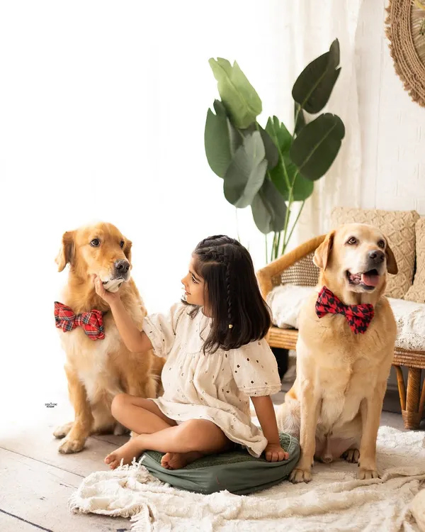 A girl and her best friends. This sweet moment shows a young girl sitting with her two handsome Golden Retrievers, who are patiently posing in their little bow ties.
