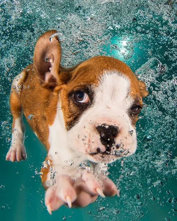 A determined boxer puppy goes for the prize. Our underwater sessions are perfect for capturing the energy and focus of even the youngest swimmers in a safe and fun environment.