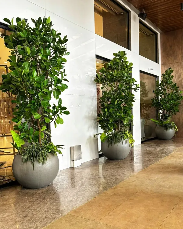 To liven up this banquet hall corridor in Worli, we lined the wall with large Ficus trees in modern, grey spherical planters. The overflowing greenery at the base adds to the lush, abundant feel, turning a simple hallway into a beautiful green space.