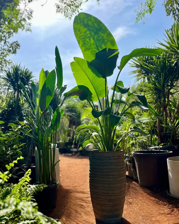 The magnificent Bird of Paradise, or Strelitzia Nicolai, is a favorite for bringing a tropical vibe to any space. Here they are at our nursery, their large, vibrant green leaves reaching for the sun, ready to find a new home.