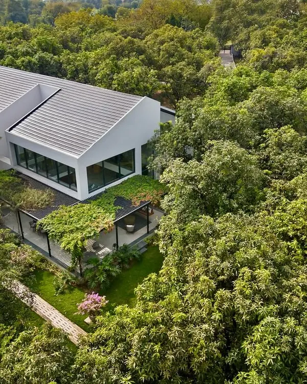 An aerial view captures the Mango Orchard House nestled within its dense, green surroundings. The design carefully navigates the existing trees, with a green roof over the terrace further blending the structure into the landscape.