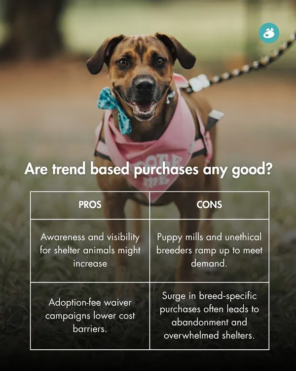 Pop culture trends can lead to surges in breed-specific purchases, but this often results in overwhelmed shelters when the novelty wears off. This graphic weighs the pros and cons of trend-based adoption.