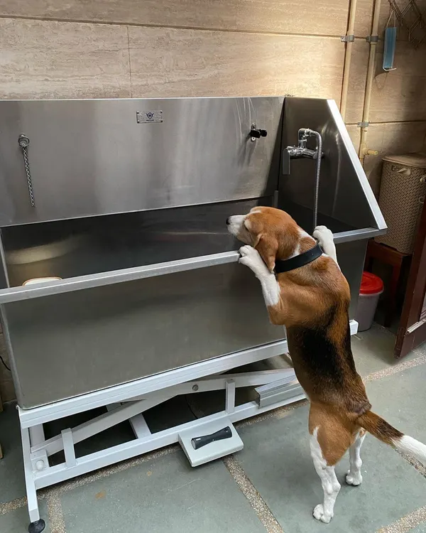 Here's Max the Beagle, carefully inspecting the grooming tub before we begin his spa day. I always let them get comfortable with the space first.