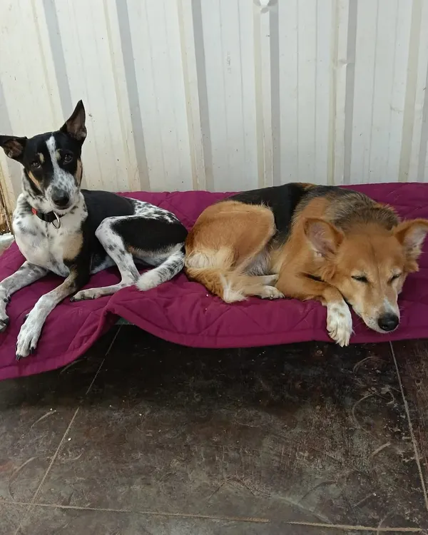 Rest is just as important as play. Here, two friends share one of our new cozy mats for a well-deserved afternoon nap.
