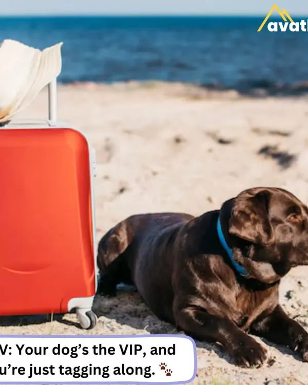 This is the vacation your pet dreams of. I find getaways where your furry friend is the true VIP, and you are just their favorite travel companion. This chocolate Labrador is relaxing on a beach next to its luggage, fully embracing the holiday spirit.
