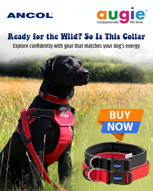 Ready for the wild? So is this collar. The Ancol Extreme Collar is built for dogs with high energy, featuring 360-degree padding and a rugged design for any adventure.