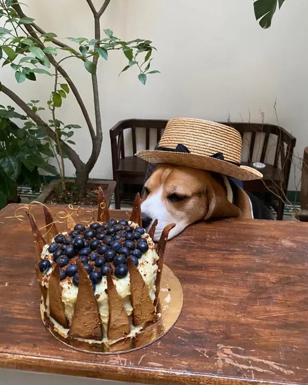 This dapper beagle in his little hat just melts my heart. He's admiring his special blueberry birthday cake before the party starts.