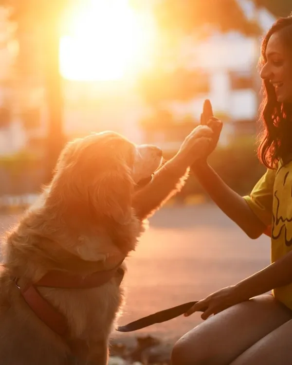 A golden retriever gives a high five at sunset, perfectly capturing the beautiful, spontaneous moments of trust and friendship I love to photograph.