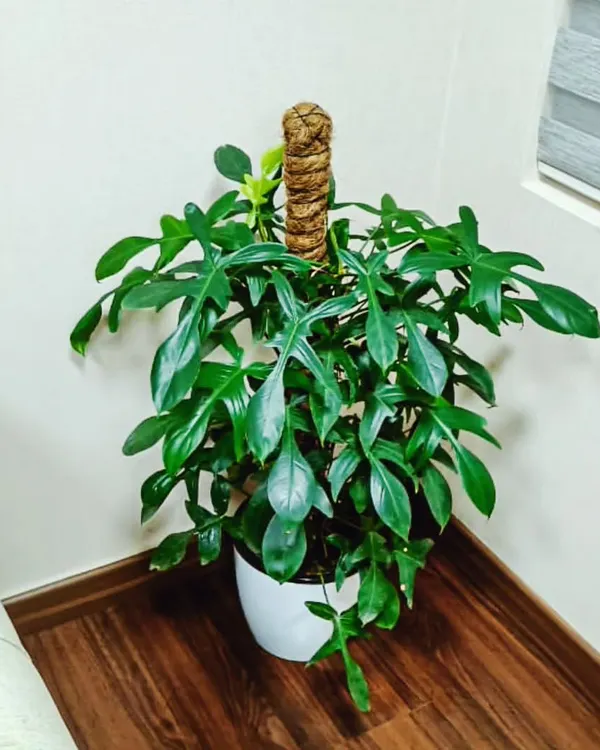 The Philodendron pedatum, with its uniquely shaped oak-like leaves, is a beautiful climber. It's a perfect choice if you want to add an exotic and lush look to a corner of your room.