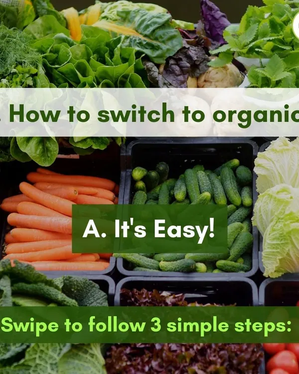 Wondering how to start incorporating more organic food into your life or business? We make it easy by providing a consistent, reliable supply of fresh produce that you can trust.
